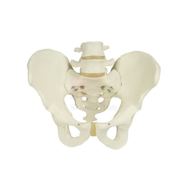 Male Skeletal Pelvis